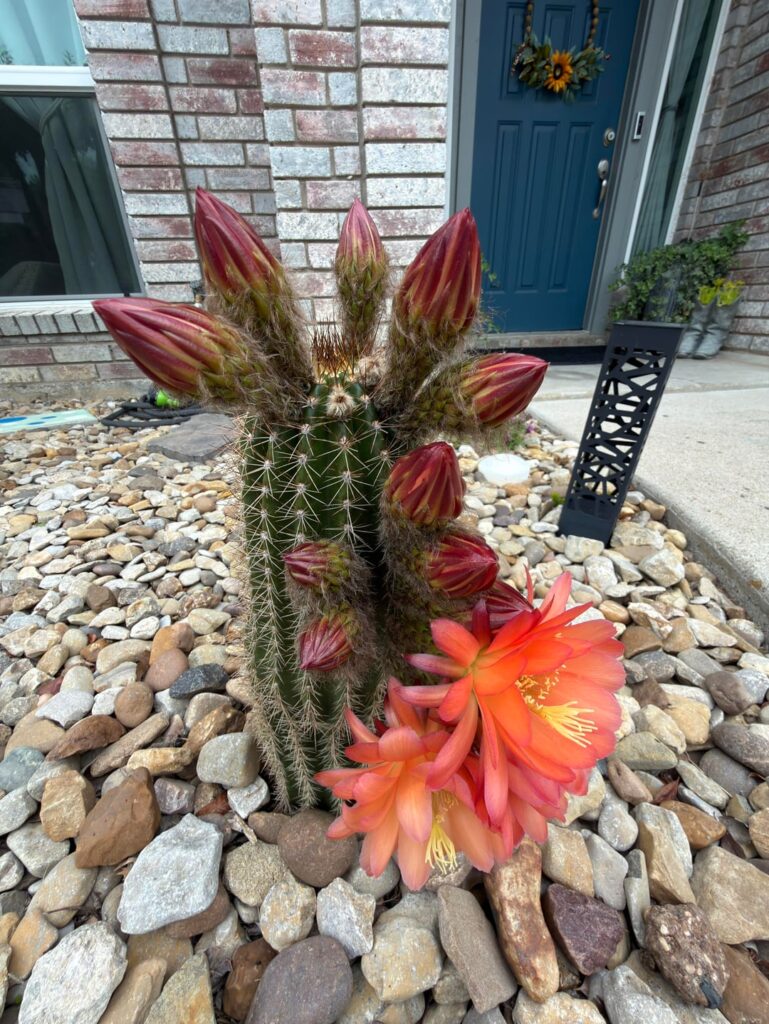 Cactus Bloom