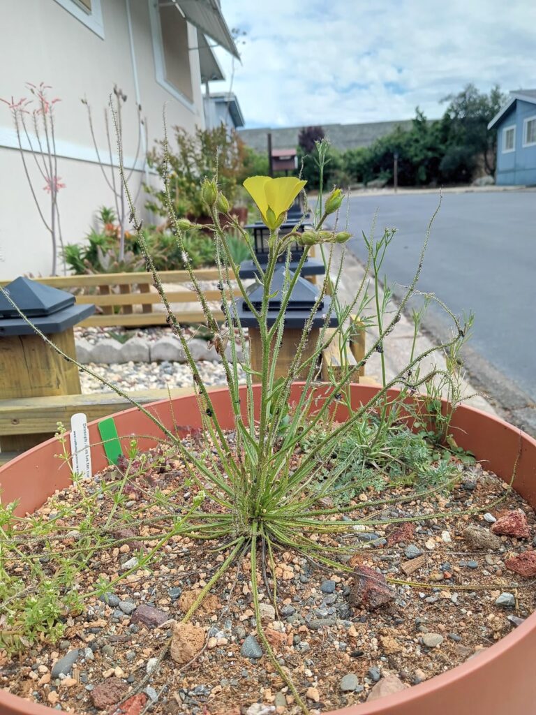 Dewy Pine is flowering!