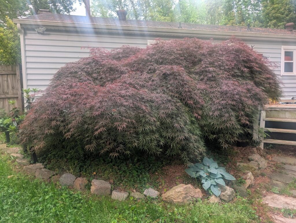 Happy tree post, 22 year old Japanese Maple