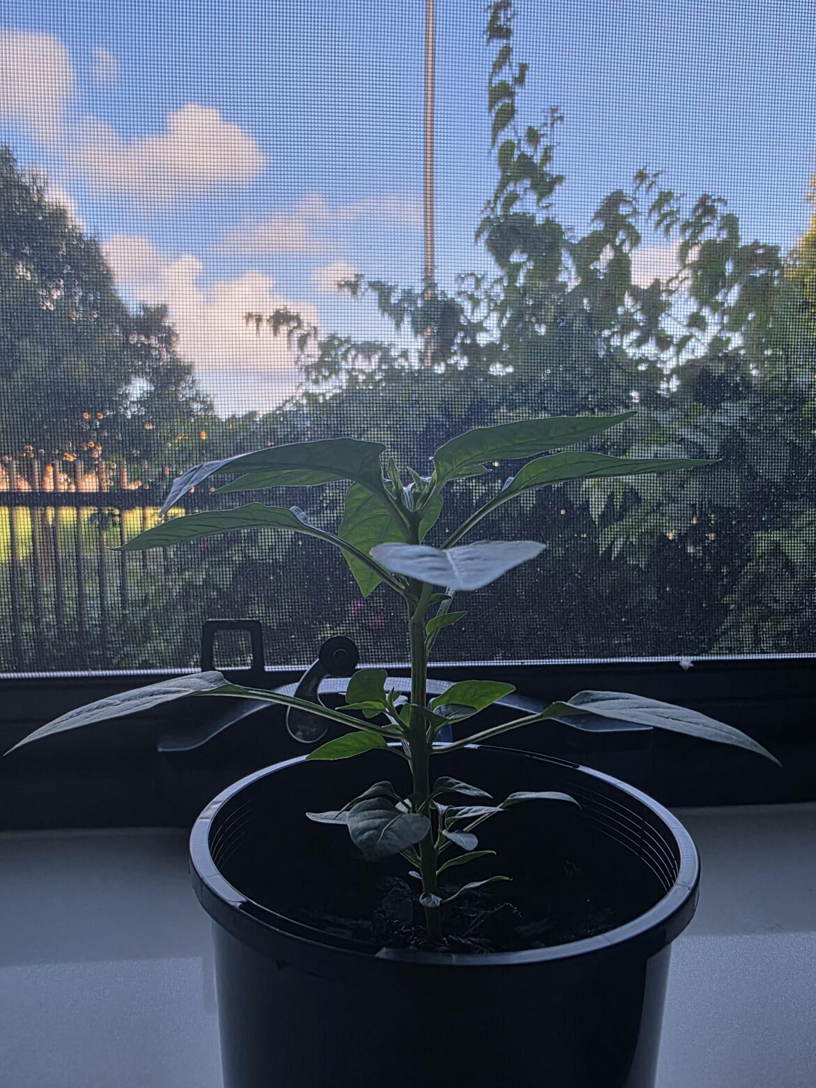 What do I do with these buds?