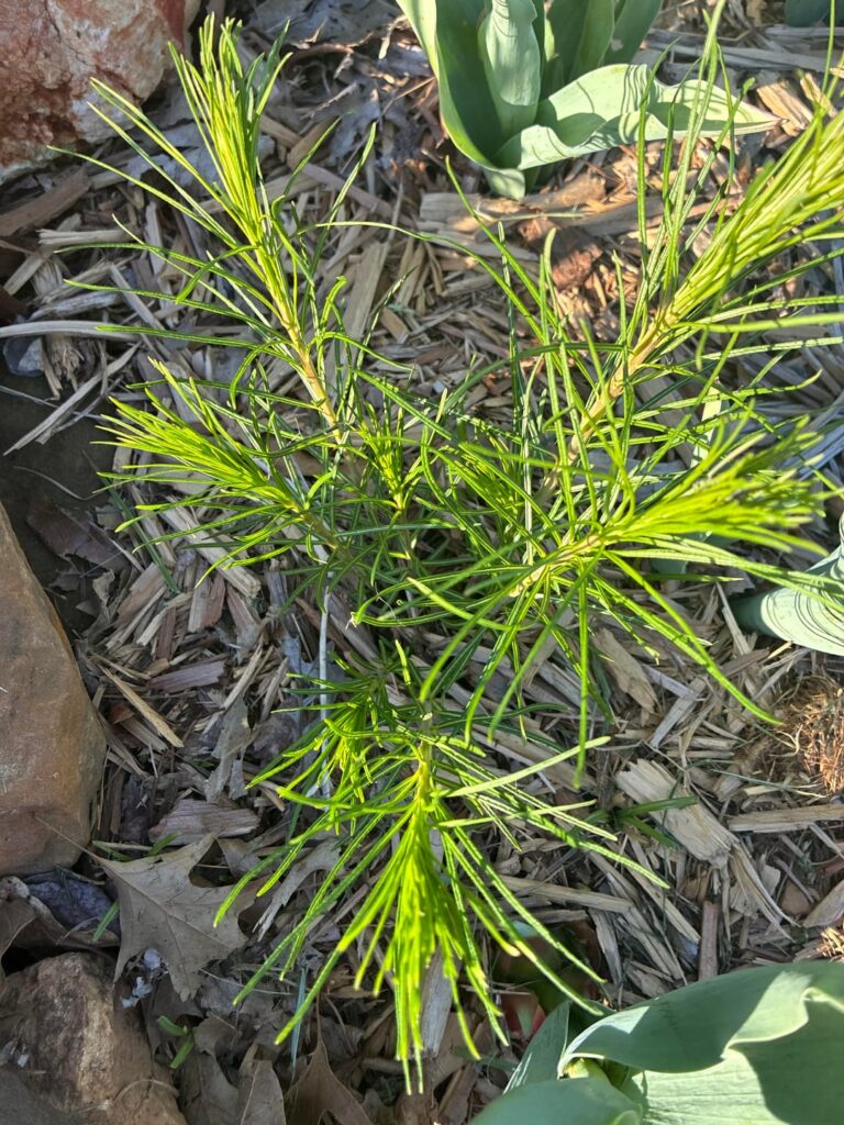 Natives are coming in the Ozarks. Year two !