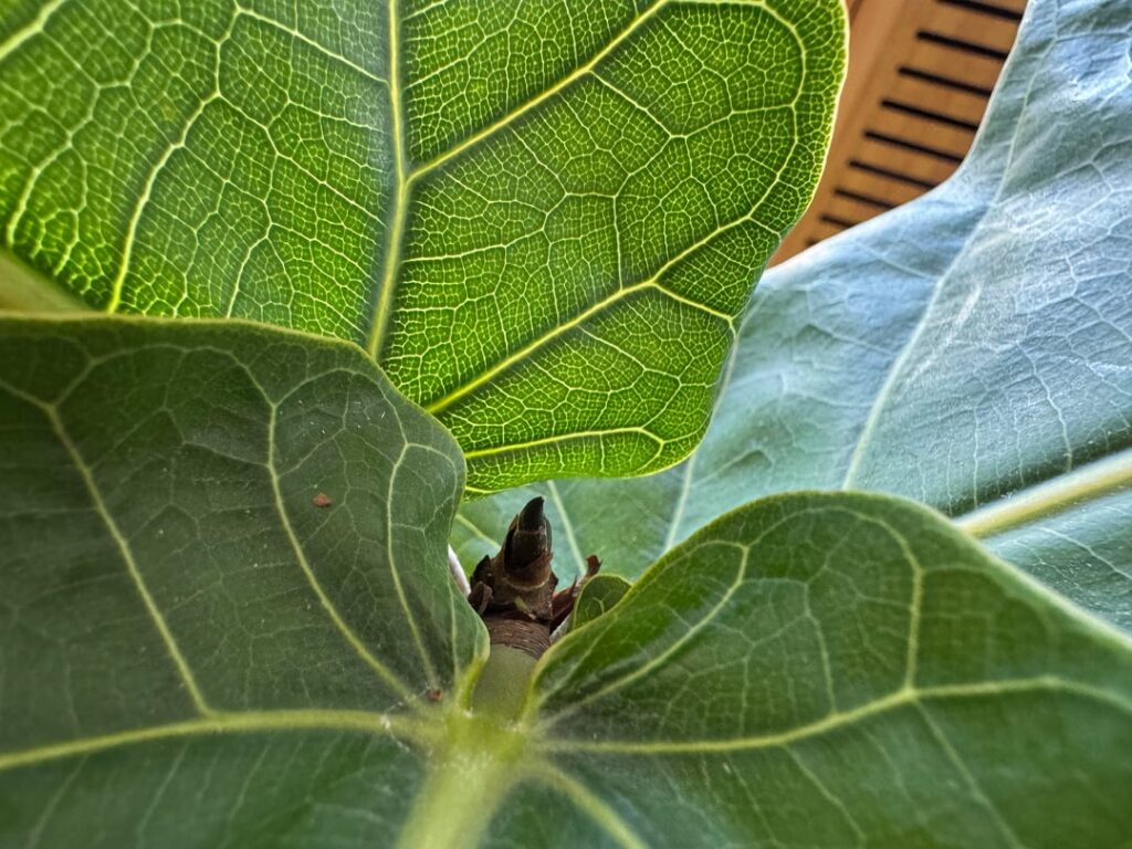 Should I Pinch?