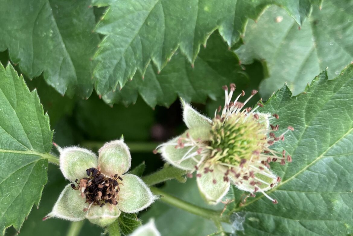 Help needed identifying the issue with my Prime Ark Freedom BlackBerry bush zone 8b