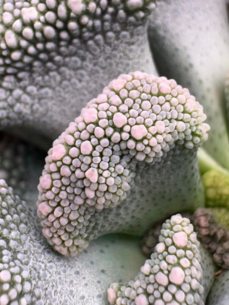 Warty close-ups