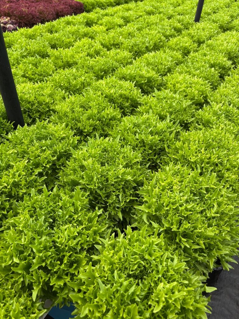 3 months into Hydroponics