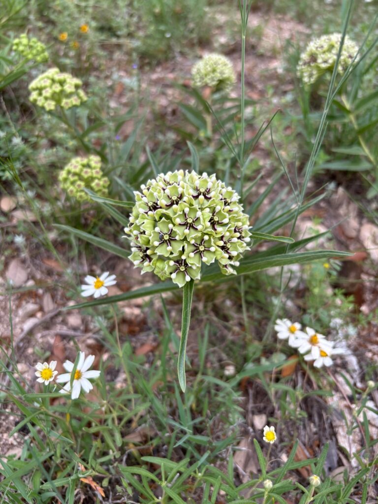 Random flowers growing in my yard