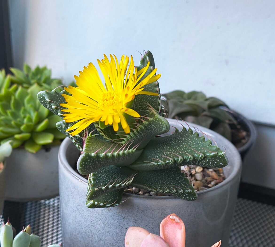 Faucaria (Tiger's Jaw) Bloom
