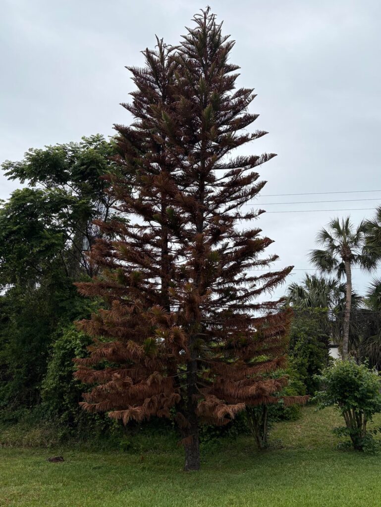 Will my tree be okay?