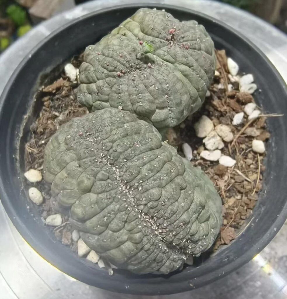 Obesa cristata- looks like a beche de mer!