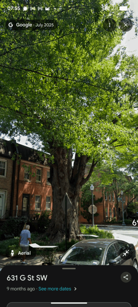 I'd like to share my favorite tree