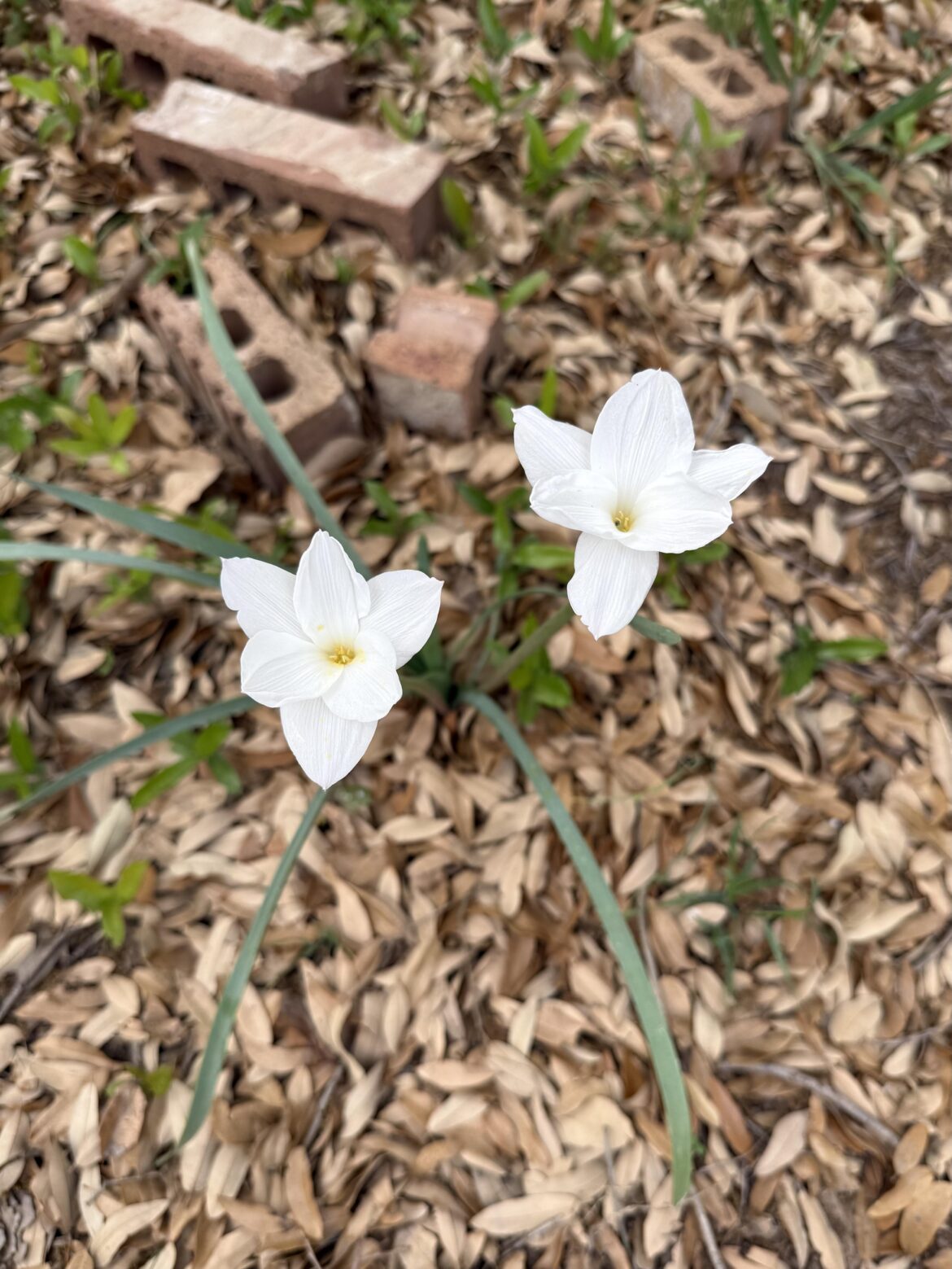 Rain Lily appreciation post