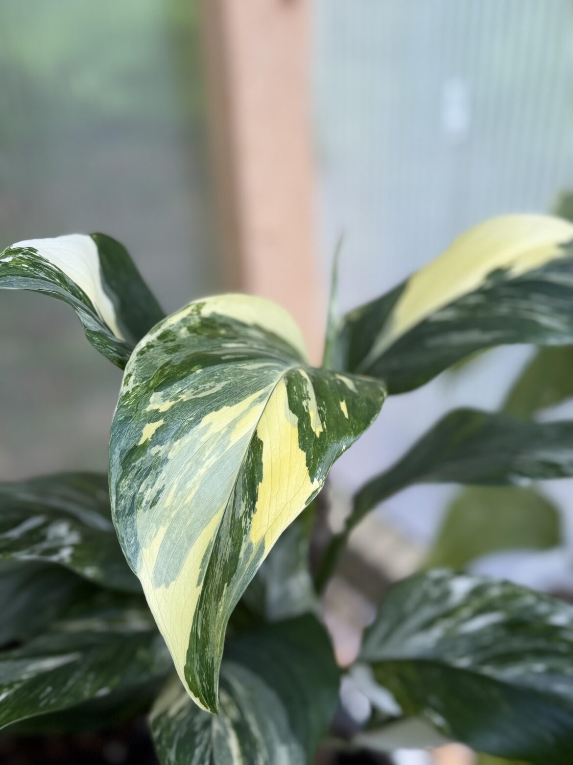 Monstera lechleriana