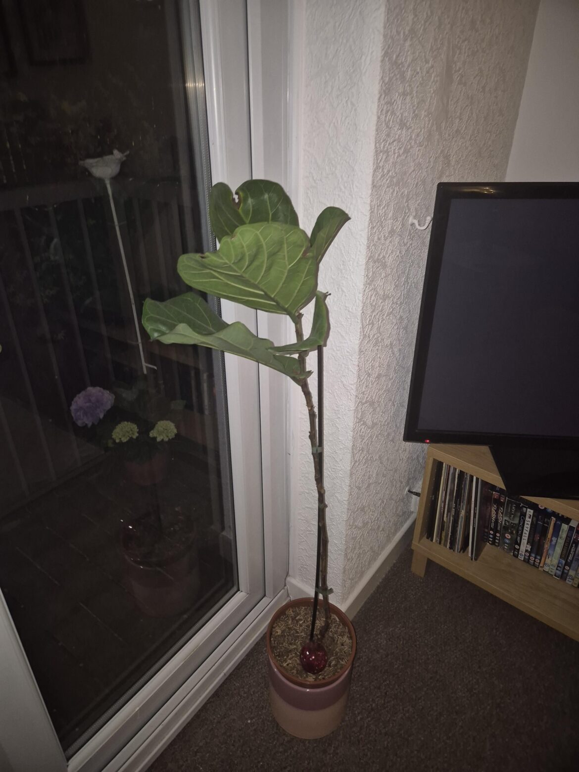 All leafs but top ones fell off