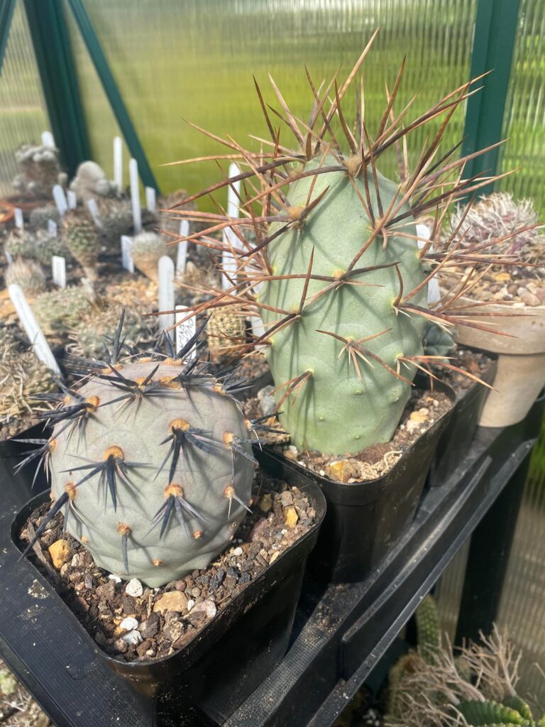 Enjoy these tephrocactus a lot