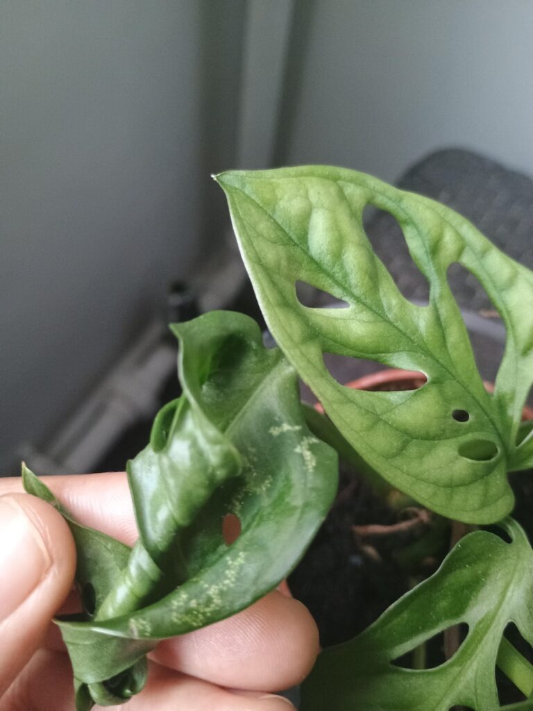 Is this a watering/humidity issue or a pest issue?