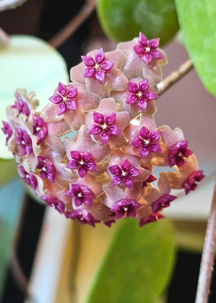 Two of my usually outdoor hoyas that haven't made it outside this year yet. The leaves may not look perfect, but they're still blooming beautifully! Hoya aldrichii and hoya fungii x pubicalyx.