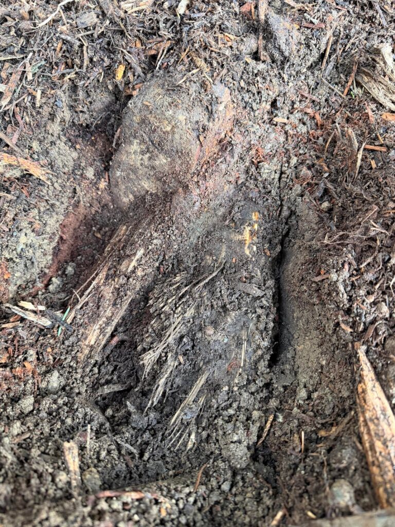 Need advice - landscapers cut a structure root