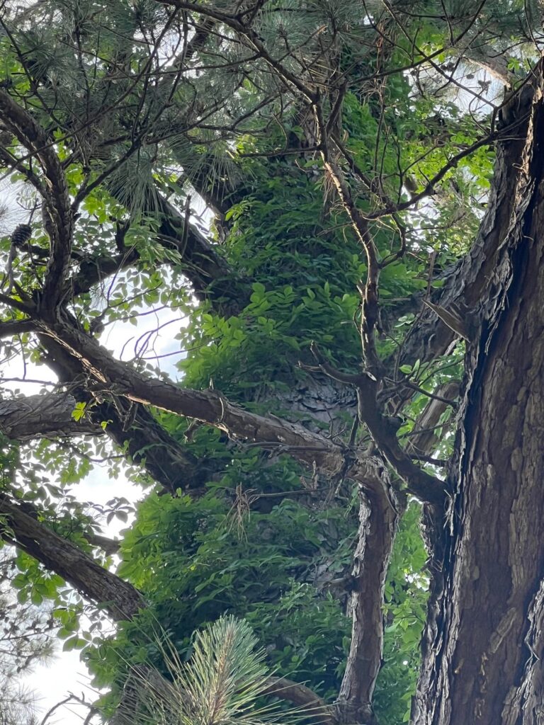 Vines on Pines