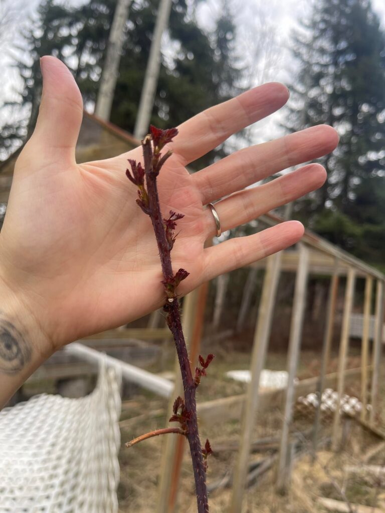 Please help me identify