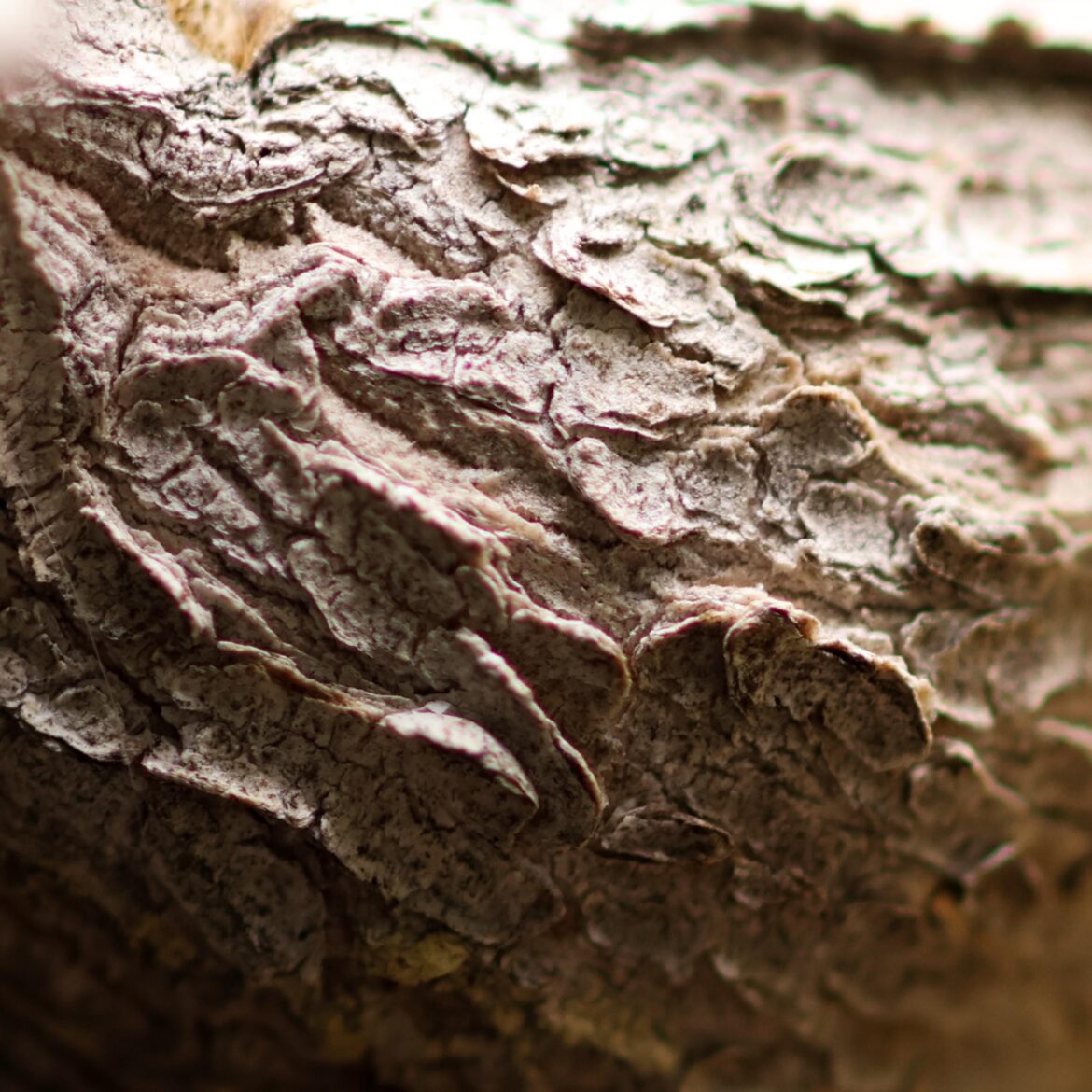 Euphorbia squarosa bark