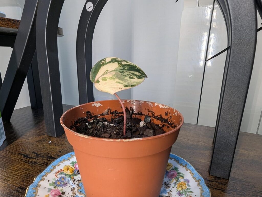Is too much of the stem above the soil for my philo? Is too much of the stem above the soil for my philo?