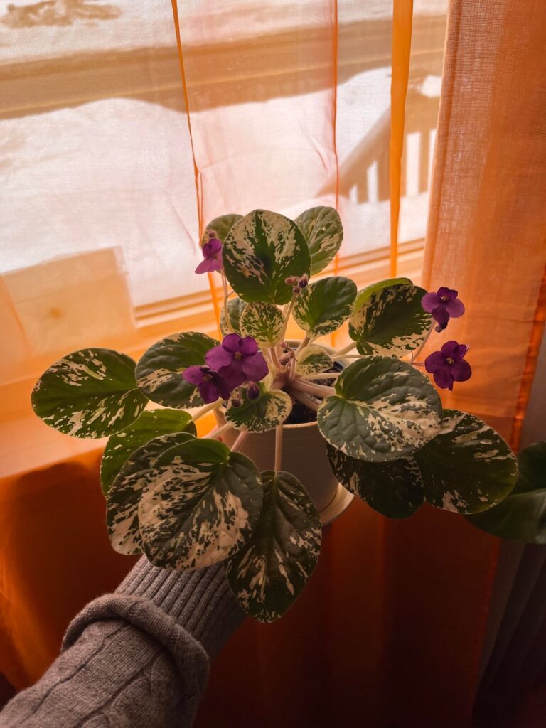 Second Bloom!