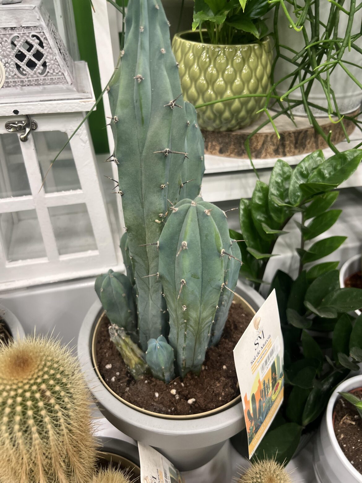 Echinopsis species ?