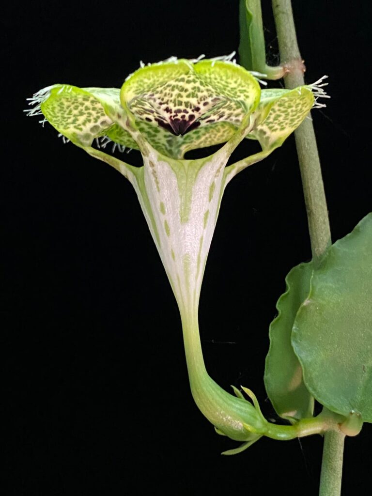 Ceropegia blooms are so delightfully weird