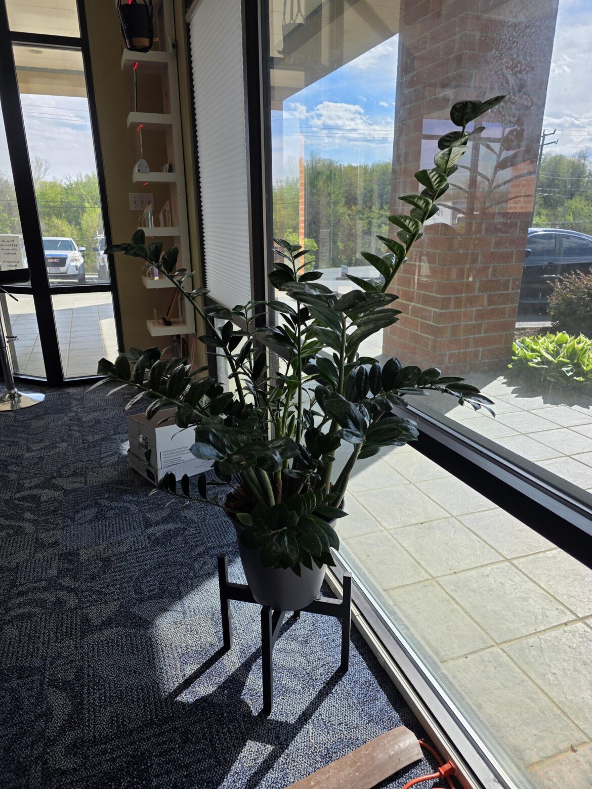Help with Office Plant