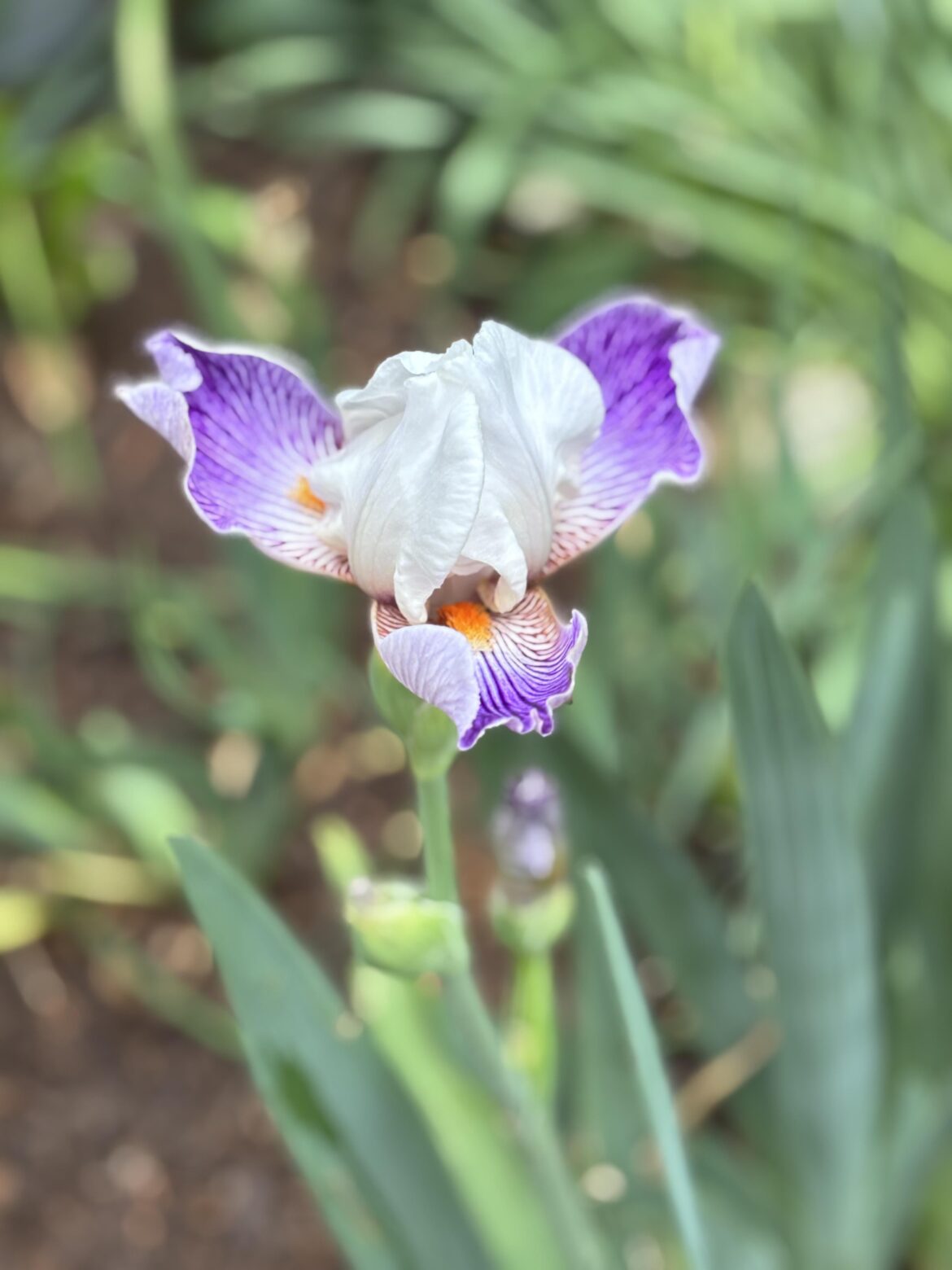 Spring Iris