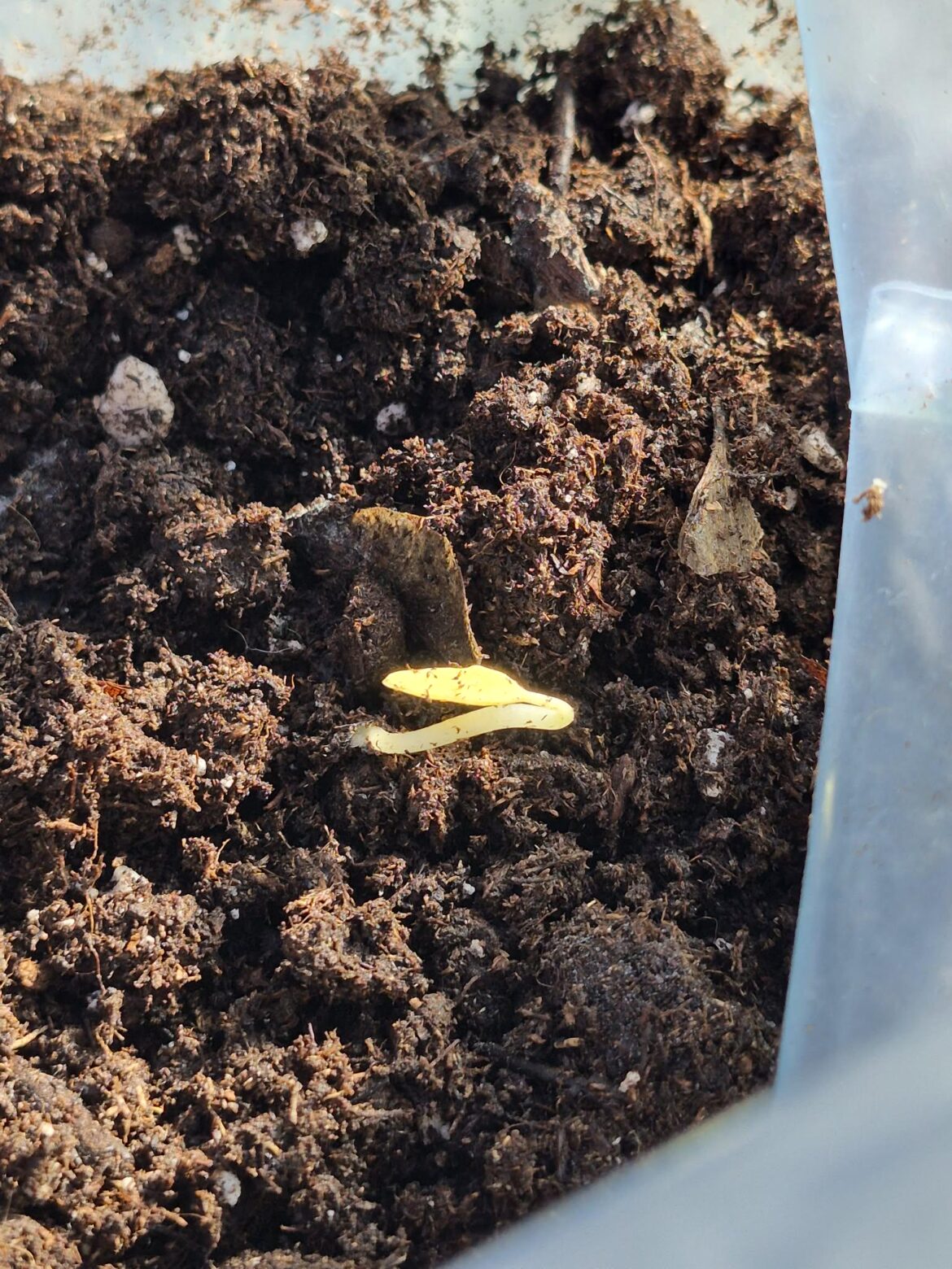 Maple amur seedlings question