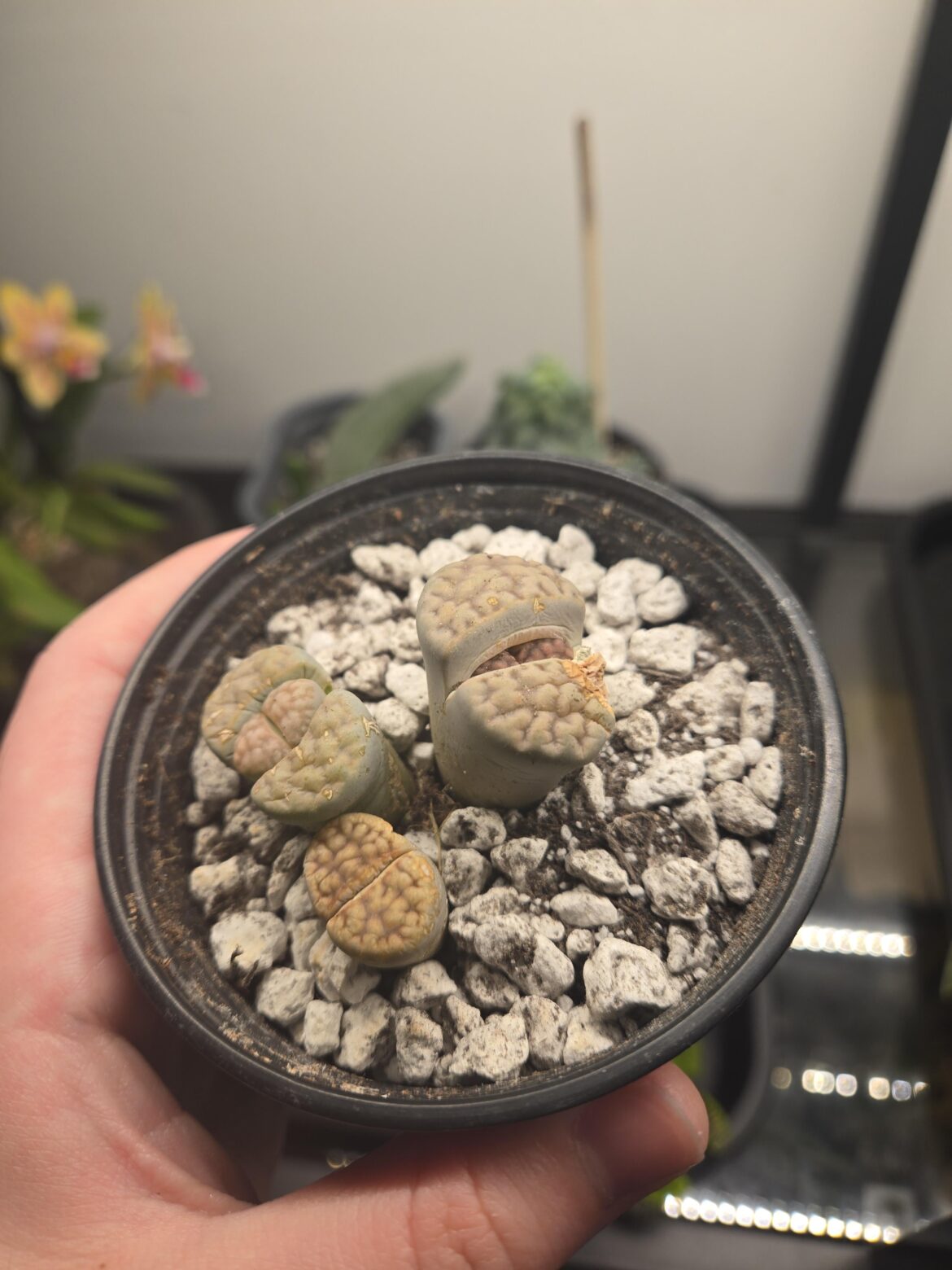 new to lithops!