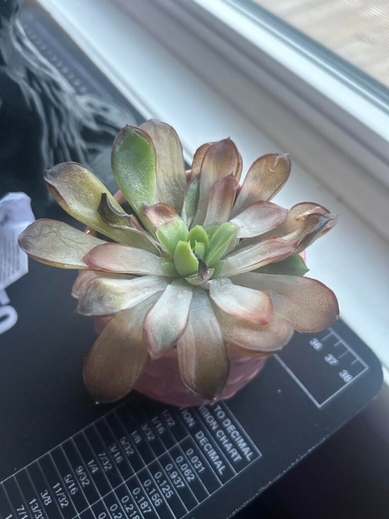 Did I fry her??