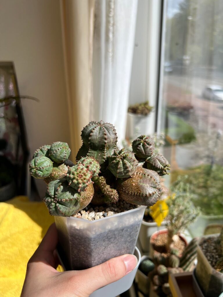 So many different heads! Is this rare or just a very confused plant? So many different heads! Is this rare or just a very confused plant?