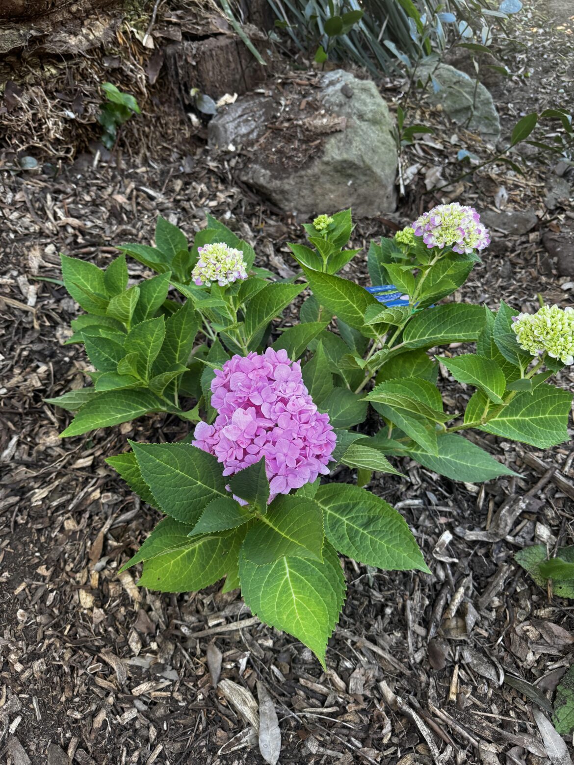 When to cut hydrangeas?