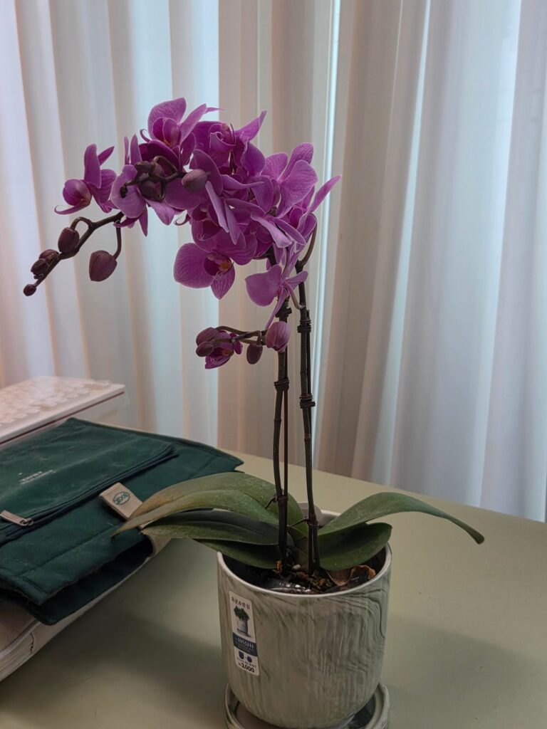 Gemini said to repot after flowers wilt? Gemini said to repot after flowers wilt?