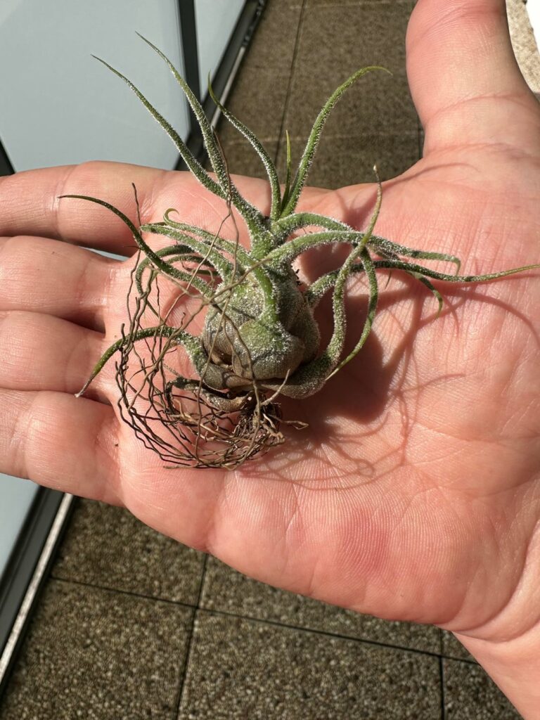 Should I remove the roots?