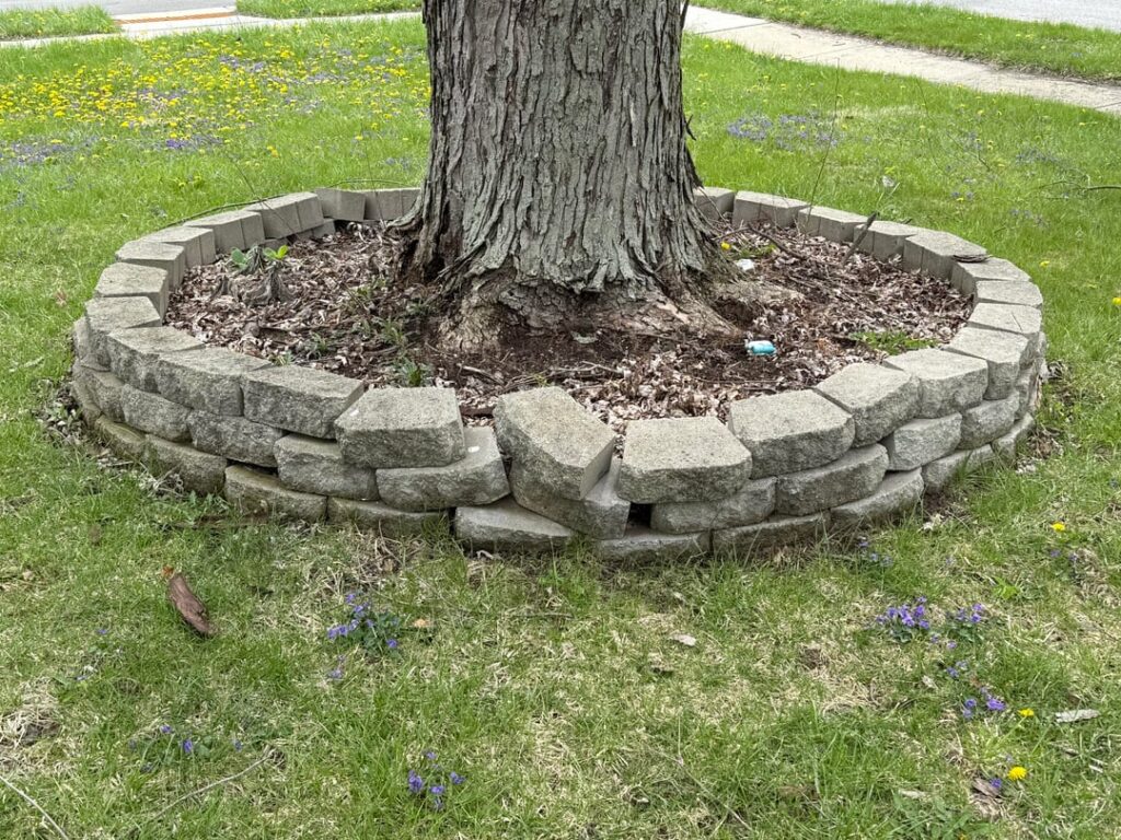 Should I remove these blocks and/or dirt at the base of my tree? Should I remove these blocks and/or dirt at the base of my tree?