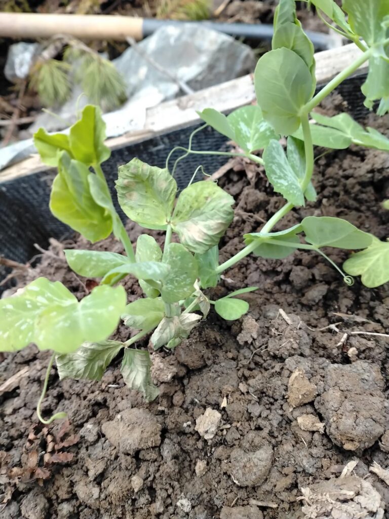 My peas look sad