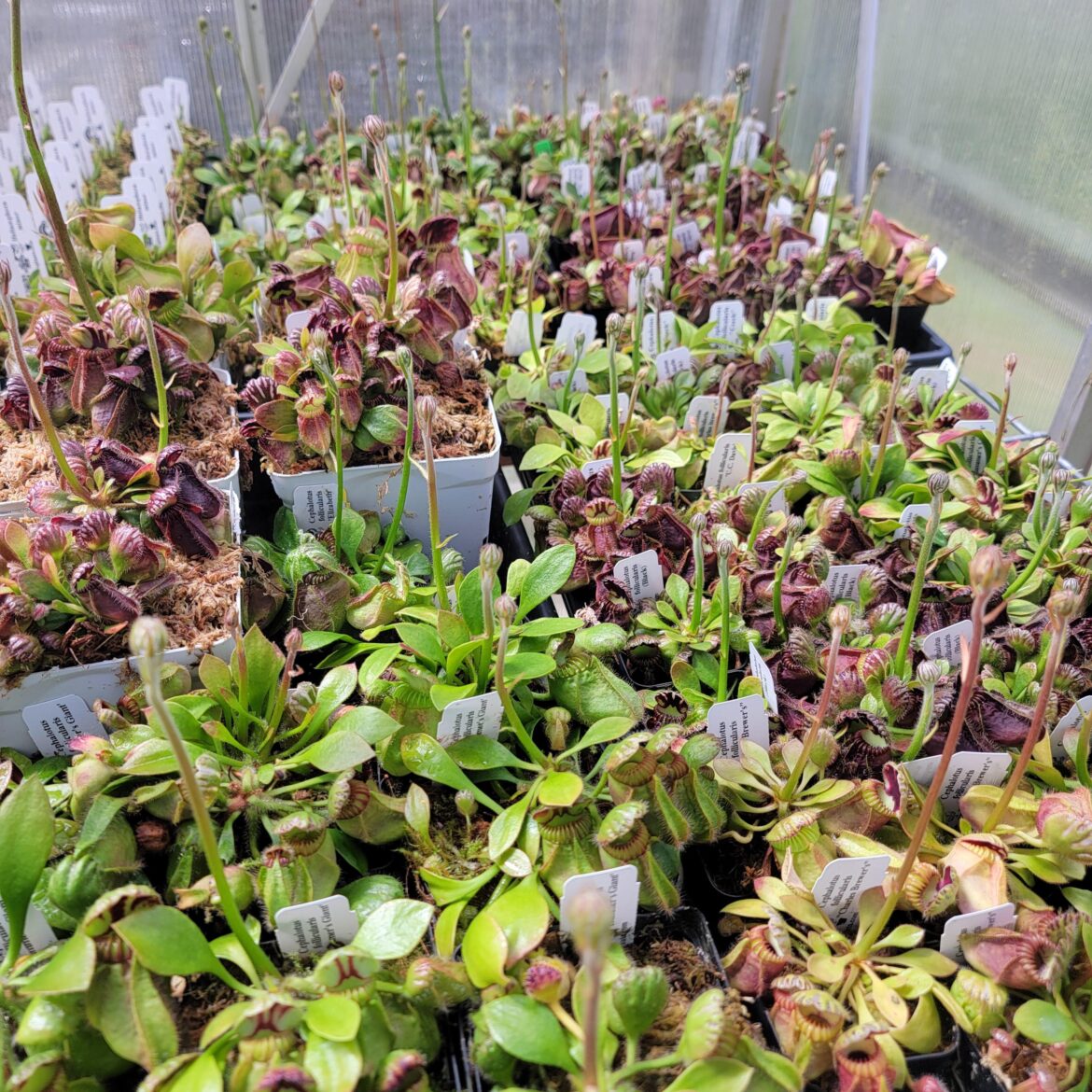 A Ceph jungle!