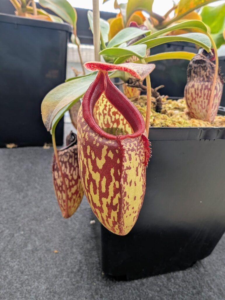 N. aristolochioides x campanulata