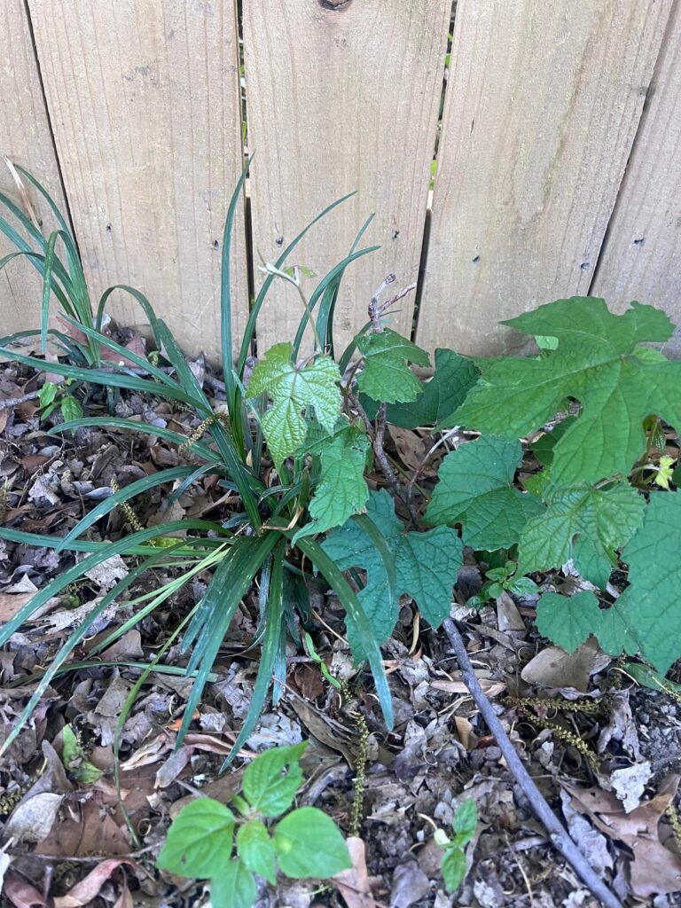 Is it poison? Help with Newbie Plant identification Is it poison? Help with Newbie Plant identification