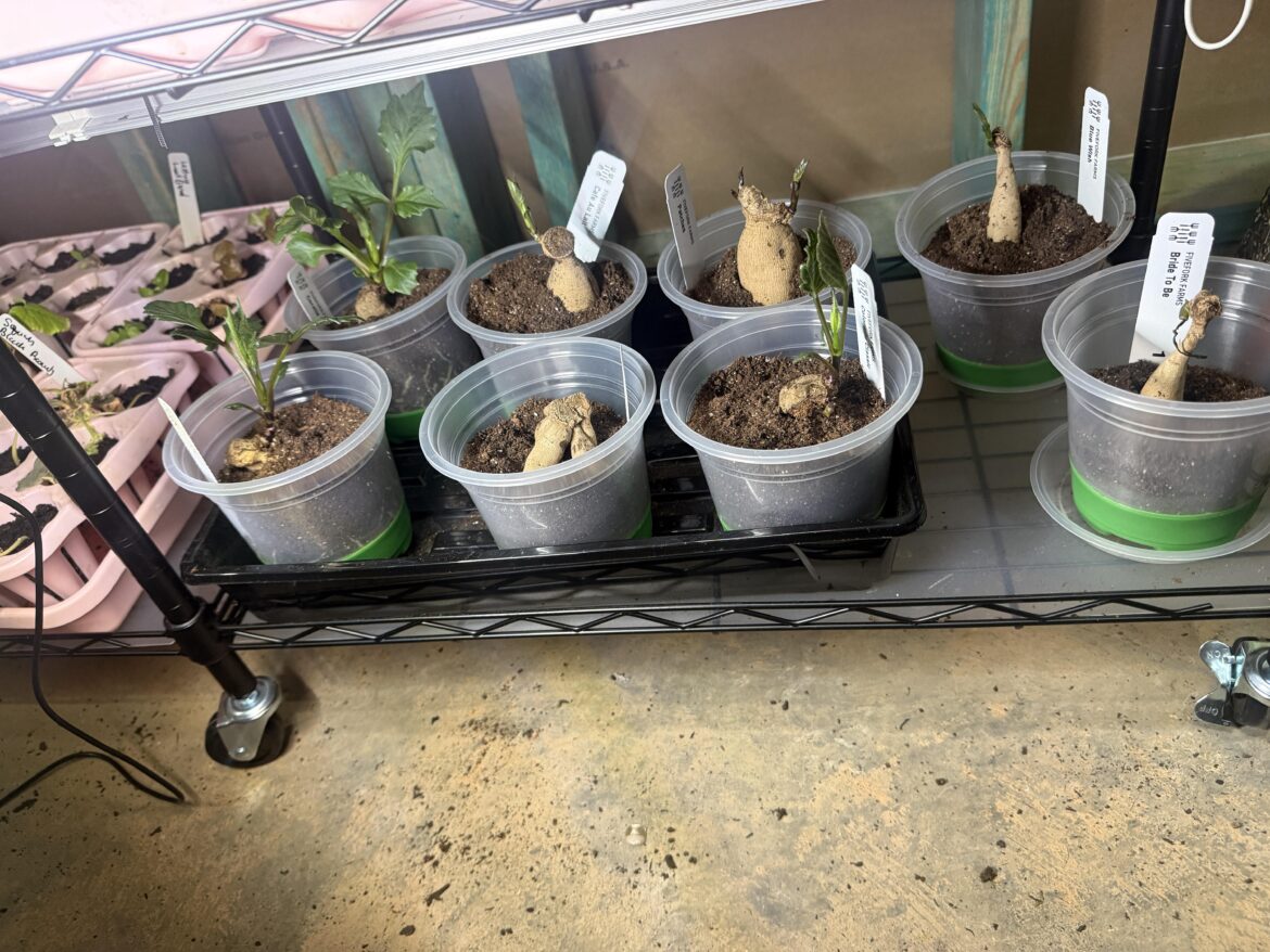 Should I pot up?
