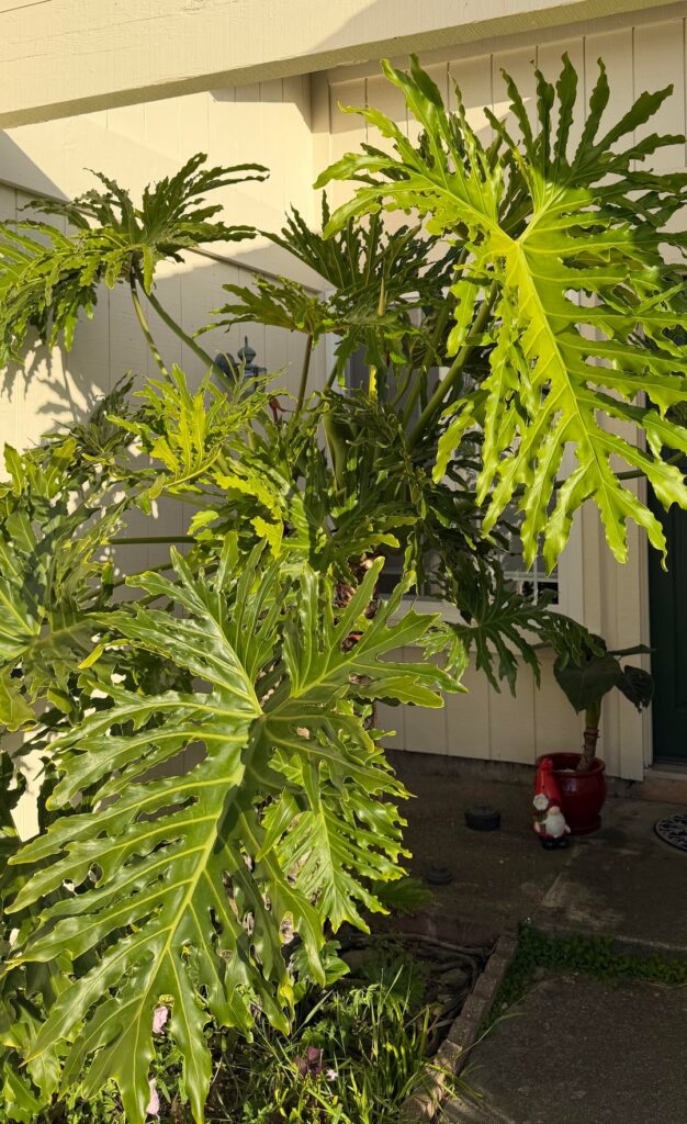 A moment to admire my Horsehead Philodendron