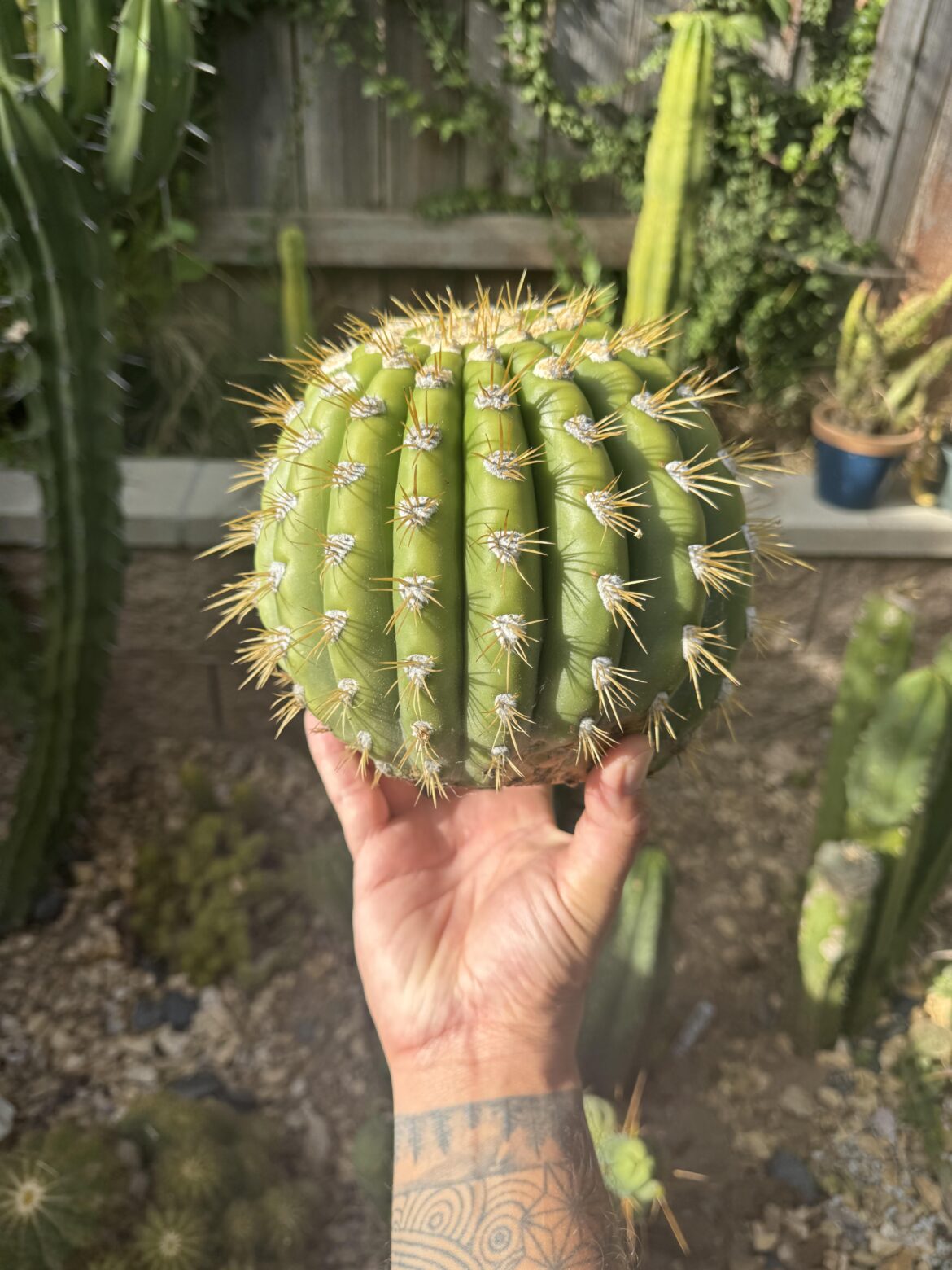 Does this cacti look so good that it seems Ai?