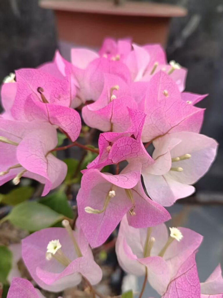 Which bloom warms your heart more?