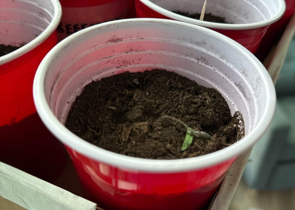 Dead Seedlings or let be?