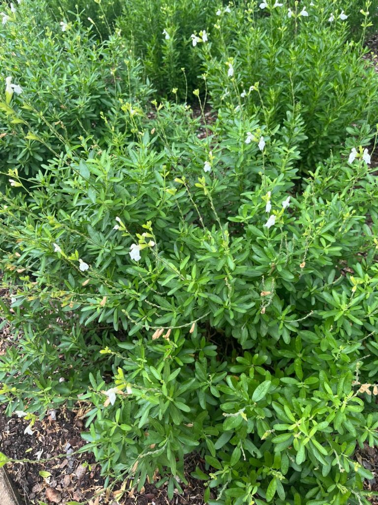 Plant ID (Native?)