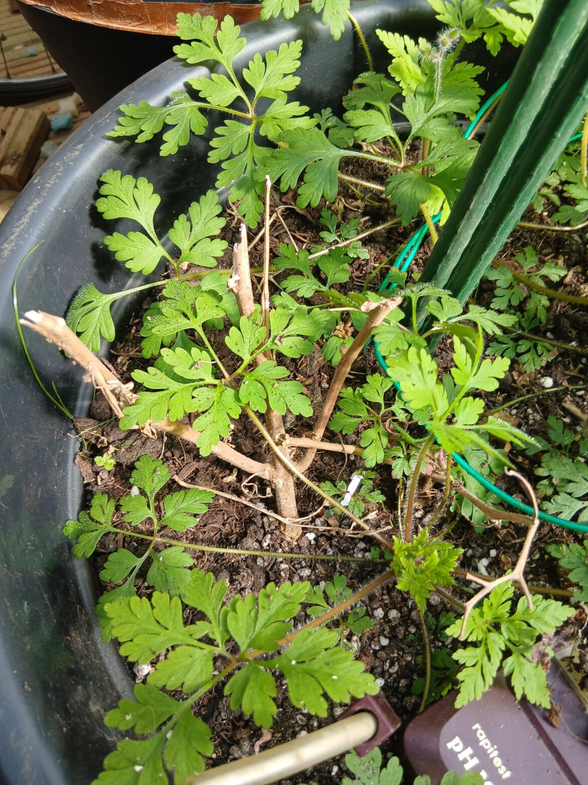 ? England