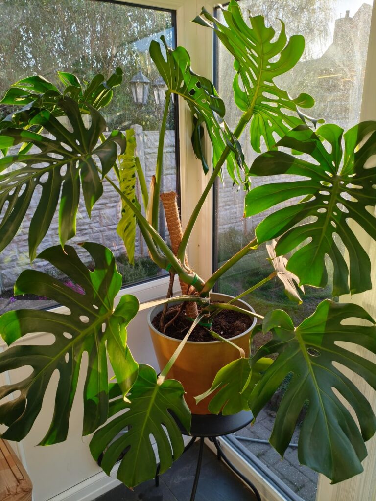 Massive New Leaf Incoming Massive New Leaf Incoming
